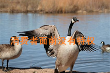 【消费质量】中消协回应加拿大鹅事件