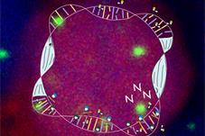 【健康】别熬夜了！白天工作学习裂开的DNA，只有睡眠才能修复