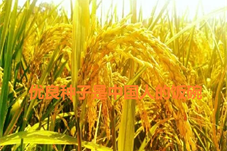 【科技】我国科学家破译控制水稻种子活力的“遗传密码”
