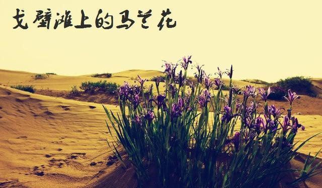 马兰，一种在被称为生命绝地的罗布泊沙漠中仍能扎根绽放的野花。.jpg