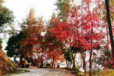 广东赏秋渐入佳境：树树皆秋色，山山红叶飞