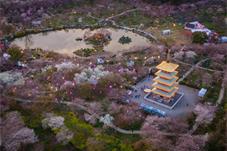 新华全媒+|武汉：“赏花经济”促旅游市场人气攀升