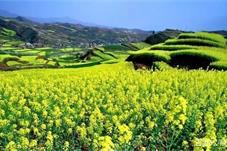 陕西“赏花经济”以花兴农 掀起旅游消费热潮