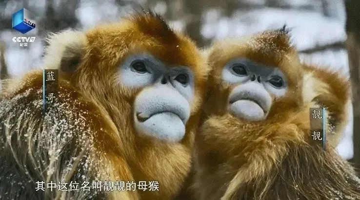 《金丝猴王国:勇者的世界》.jpg 《金丝猴王国:勇者的世界》.jpg