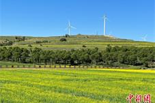 山西朔州平鲁：农文旅融合促振兴 油菜花开引客来